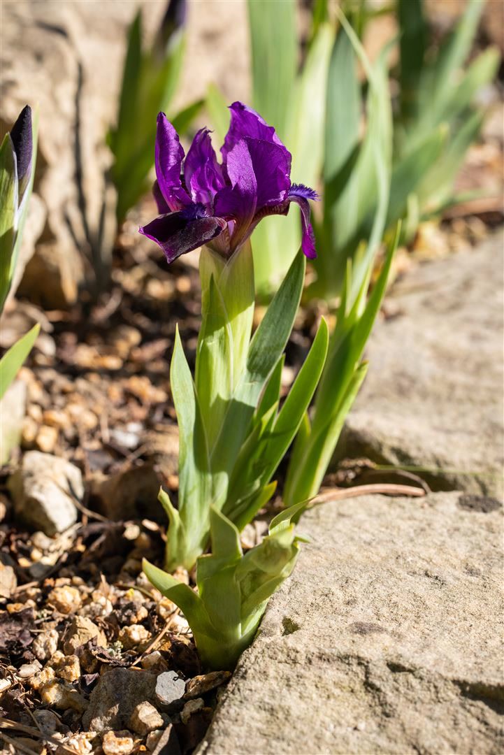 Iris x barb.-nana 'Cherry Garden', Zwergiris, rotviolett, ca. 9x9 cm Topf 