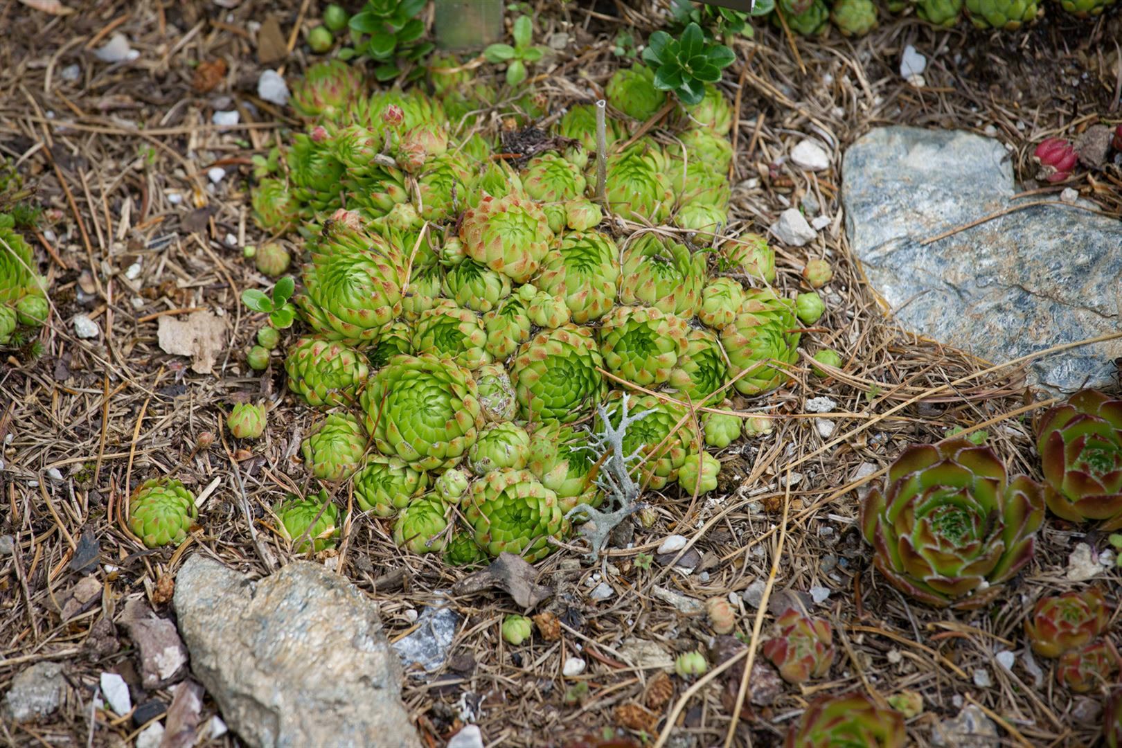 Jovibarba globifera, Hauswurz, ca. 9x9 cm Topf, sukkulent 