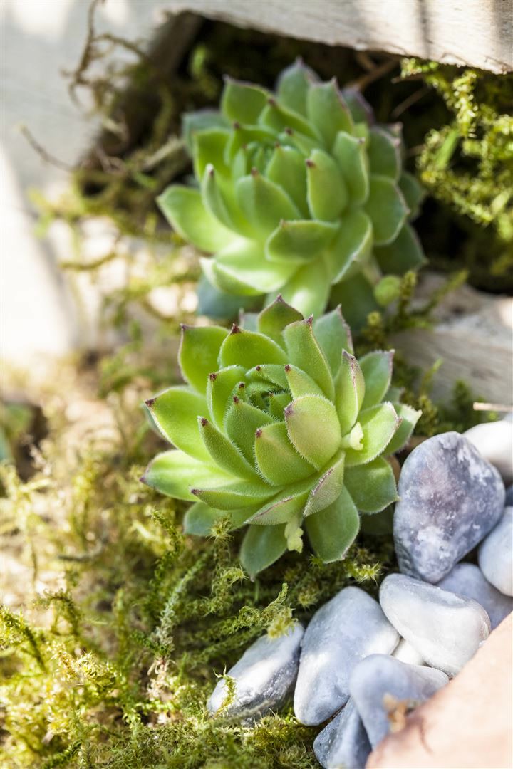 Jovibarba sobolifera, Hauswurz, ca. 9x9 cm Topf 