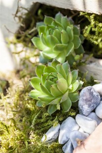 Jovibarba sobolifera, Hauswurz, ca. 9x9 cm Topf 