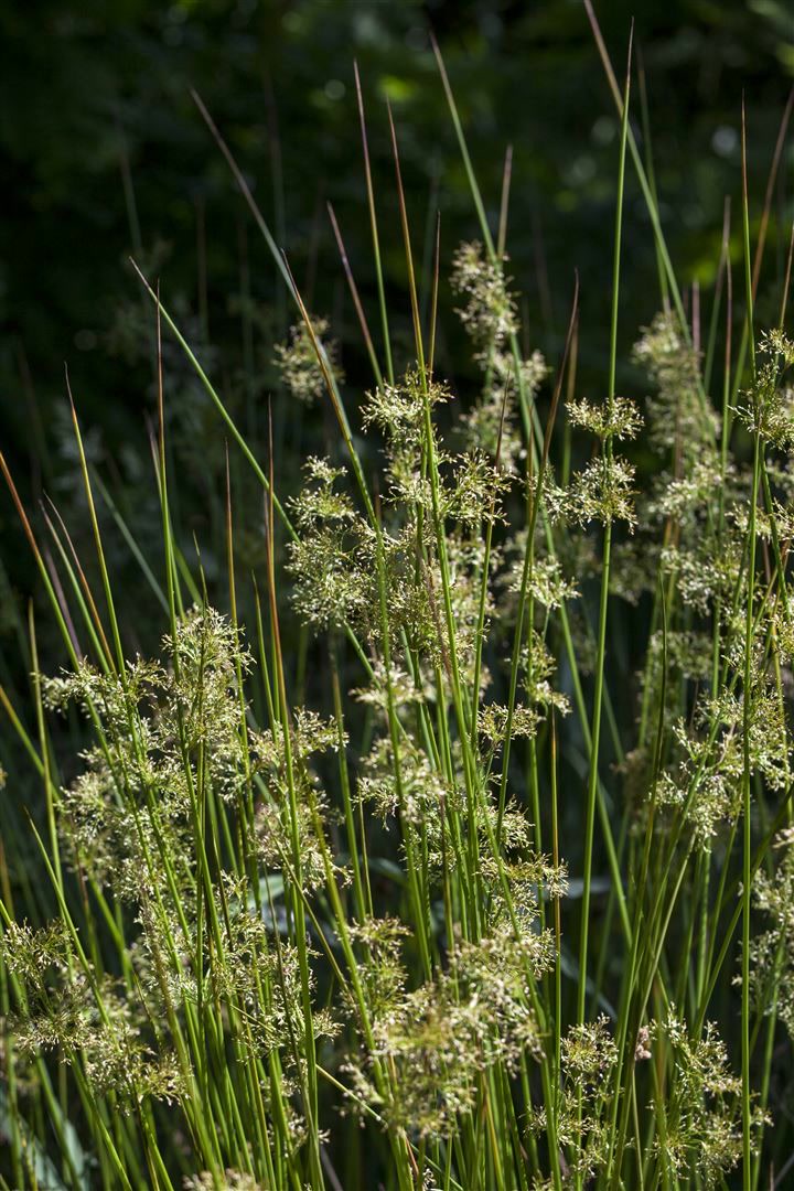 Juncus effusus, Flatter-Binse, ca. 9x9 cm Topf 