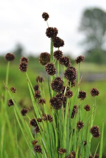 Juncus ensifolius, Schwert-Simse, ca. 9x9 cm Topf 
