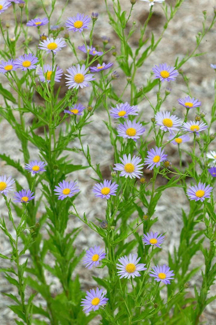 Kalimeris incisa, Feinstrahl-Aster, zartlila, ca. 9x9 cm Topf 