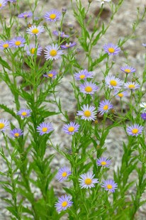 Kalimeris incisa, Feinstrahl-Aster, zartlila, ca. 9x9 cm Topf 
