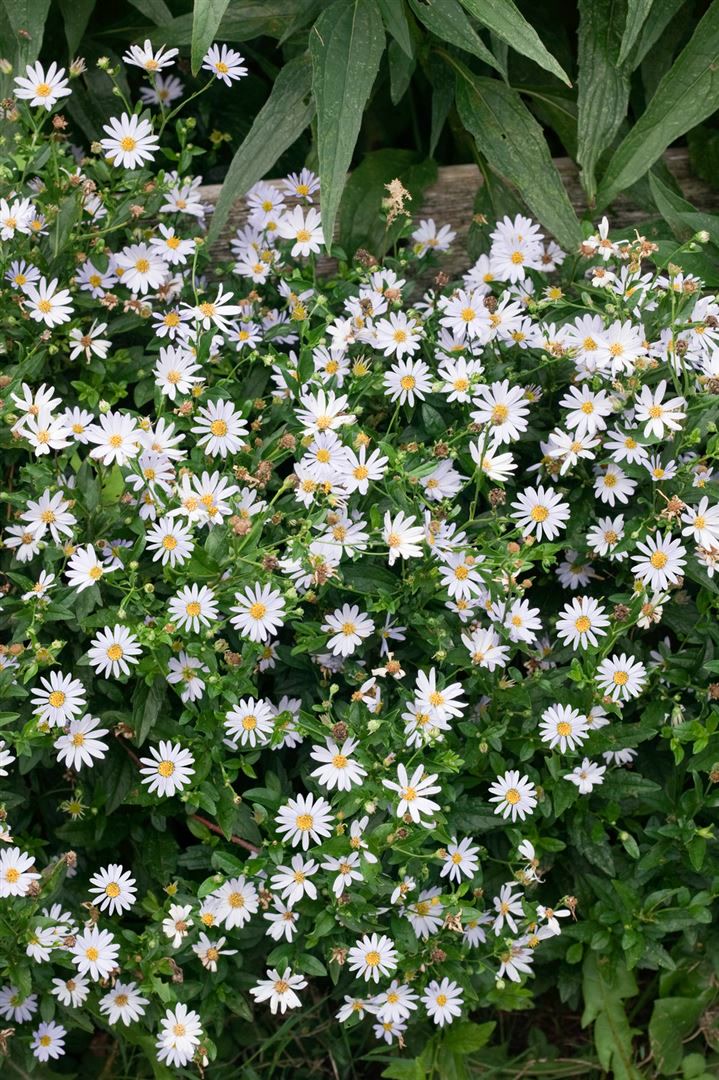 Kalimeris incisa 'Blue Star', blau, ca. 9x9 cm Topf 