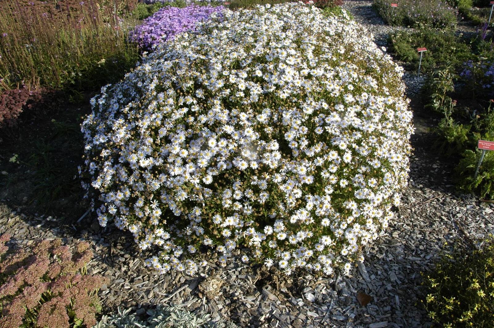 Kalimeris incisa 'Madiva', Japanische Aster, lila, ca. 9x9 cm Topf 