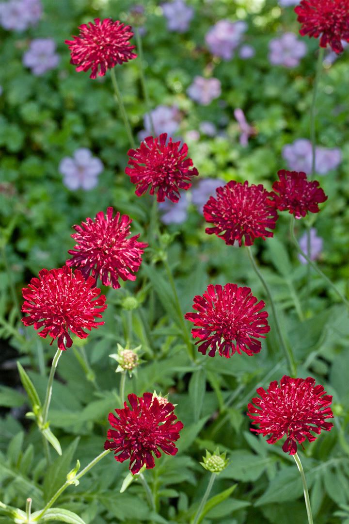 Knautia macedonica 'Mars Midget', Purpurbl&uuml;te, ca. 9x9 cm Topf 
