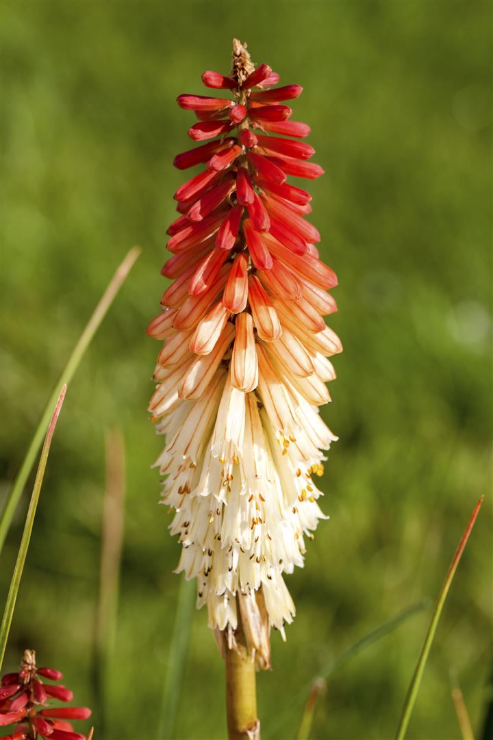 Kniphofia uvaria 'Flamenco', Fackellilie, orange-rot, ca. 9x9 cm Topf 