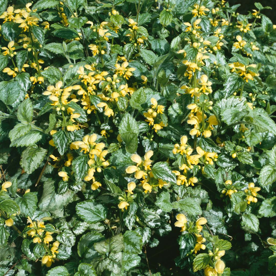 Lamiastrum galeobdolon 'Florentinum', Goldnessel, ca. 9x9 cm Topf 