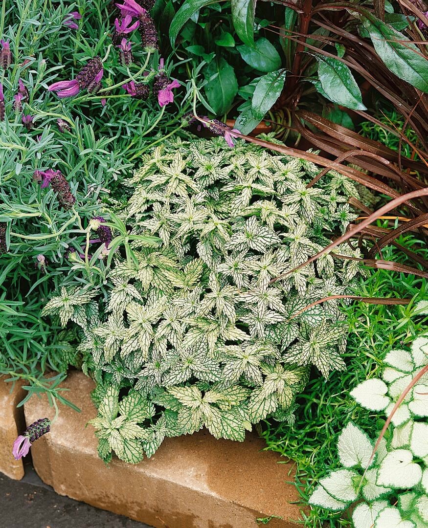 Lamiastrum galeobdolon 'Hermann's Pride', Goldnessel, ca. 9x9 cm Topf 