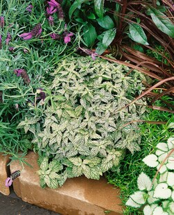 Lamiastrum galeobdolon 'Hermann's Pride', Goldnessel, ca. 9x9 cm Topf 