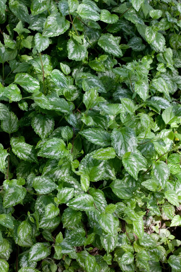 Lamiastrum galeobdolon 'Silberteppich', Goldnessel, silbrig, ca. 9x9 cm Topf 