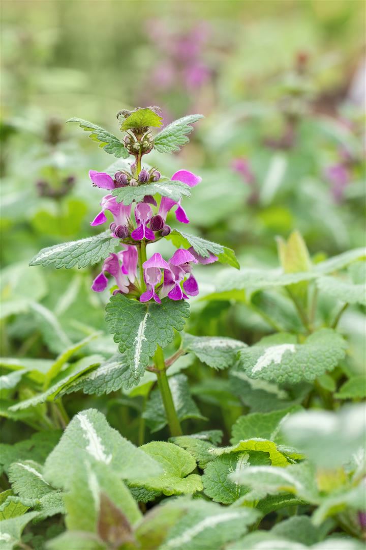 Lamium maculatum 'Chequers', Gefleckte Taubnessel, rosa, ca. 9x9 cm Topf 
