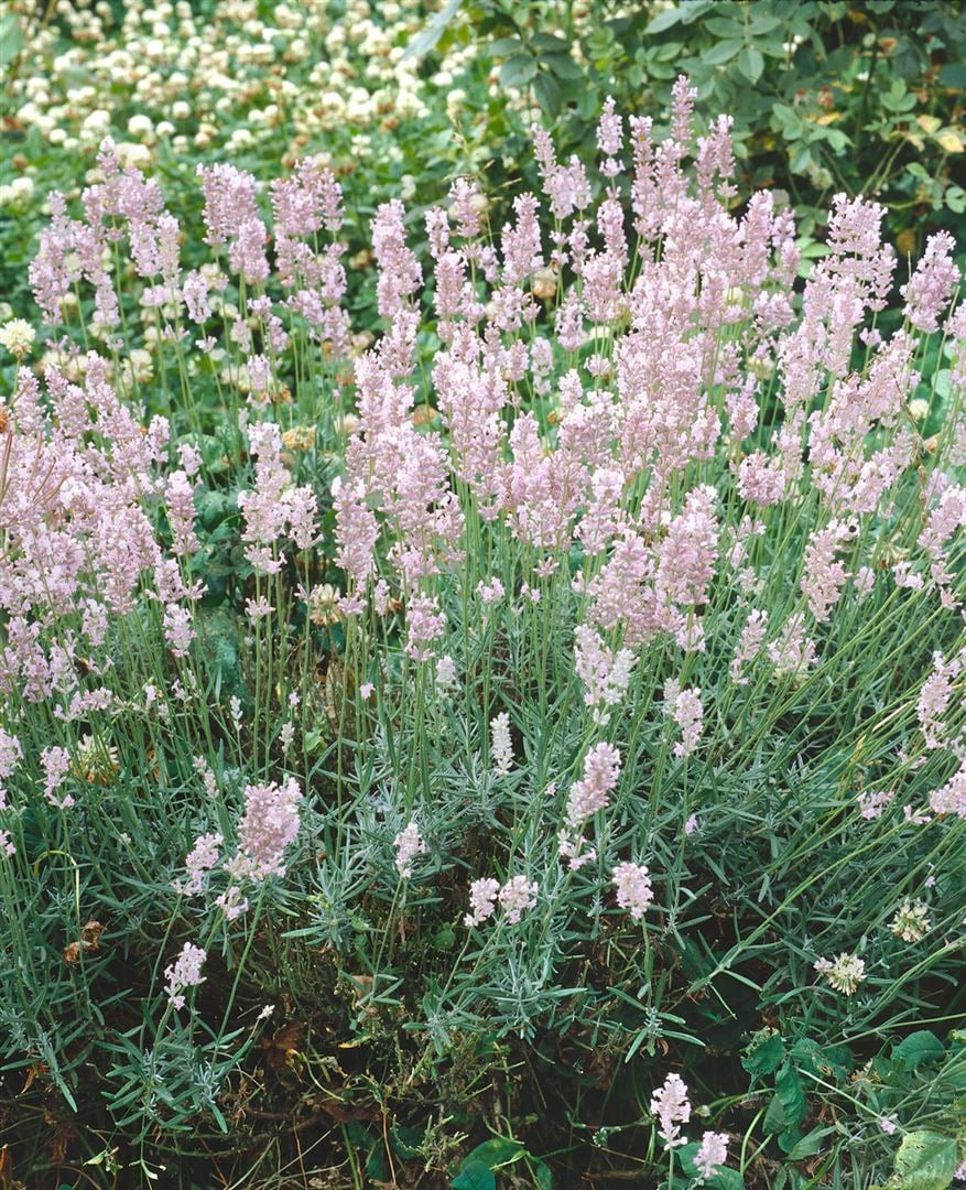 Lavandula angustifolia 'Hidcote Pink', Lavendel, rosa, ca. 9x9 cm Topf 