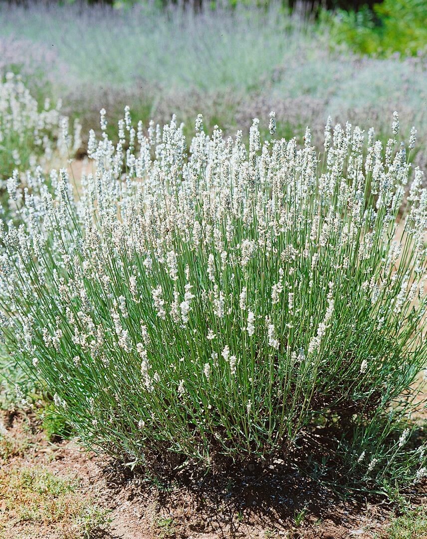 Lavandula angustifolia 'Nana Alba', Lavendel, wei&szlig;, ca. 9x9 cm Topf 