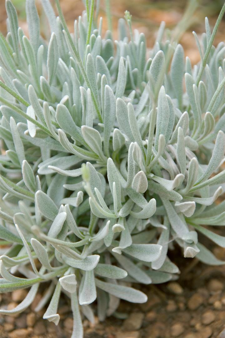 Lavandula latifolia, Speiklavendel, aromatisch, ca. 9x9 cm Topf 