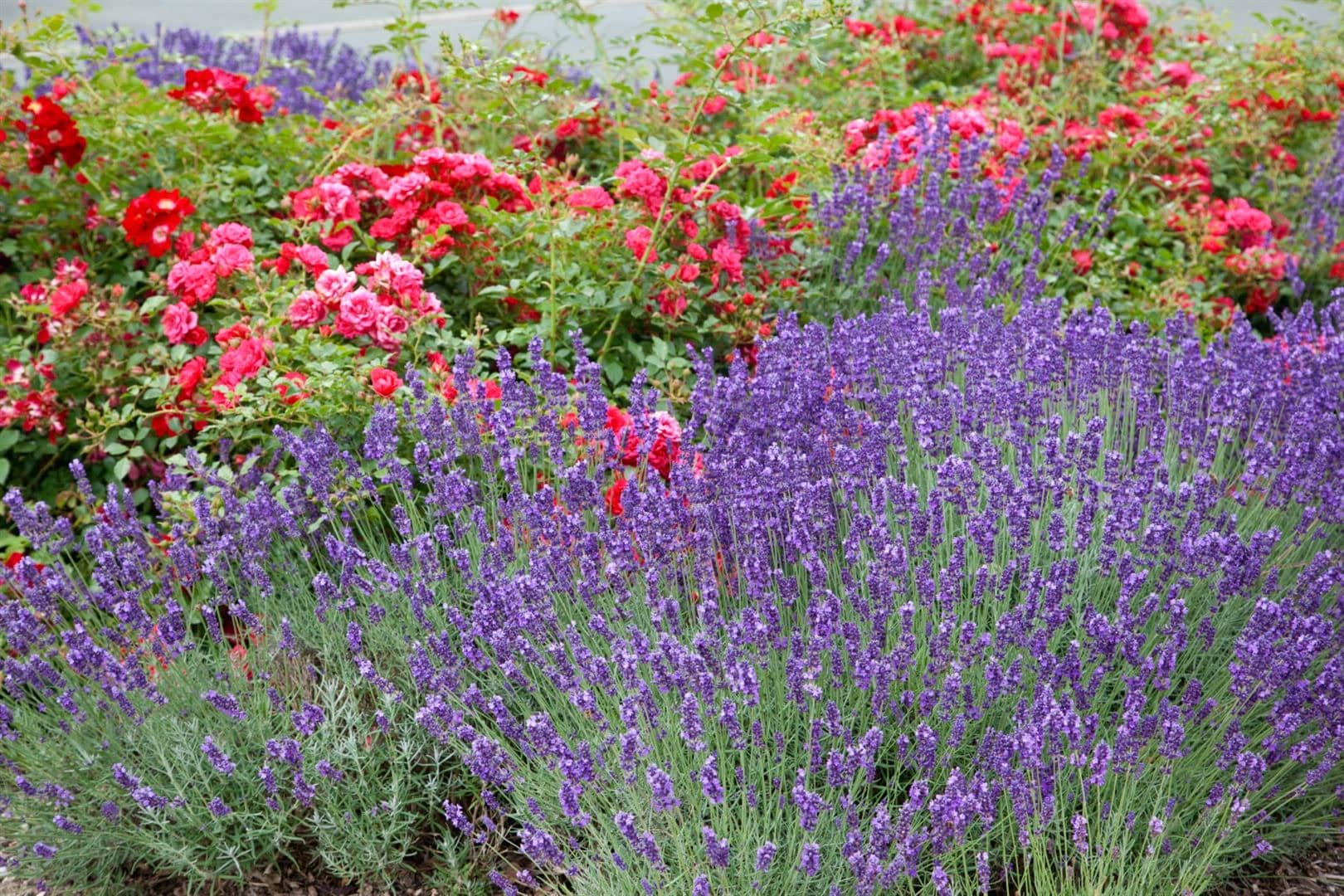 Lavandula x intermedia 'Grosso', Lavendel, duftend, ca. 9x9 cm Topf 