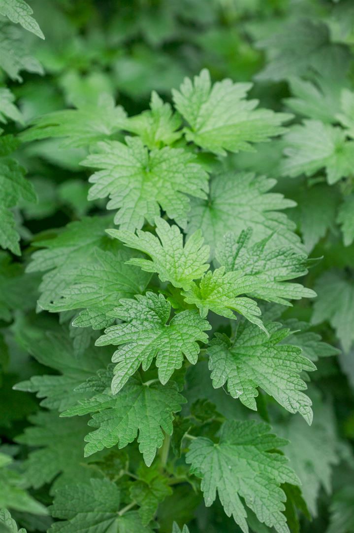 Leonurus cardiaca, Herzgespann, ca. 9x9 cm Topf, gr&uuml;nlaubig 
