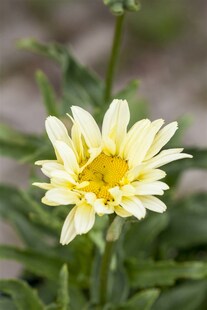 Leucanthemum x superbum 'Banana Cream', Margerite, gelb, ca. 9x9 cm Topf 