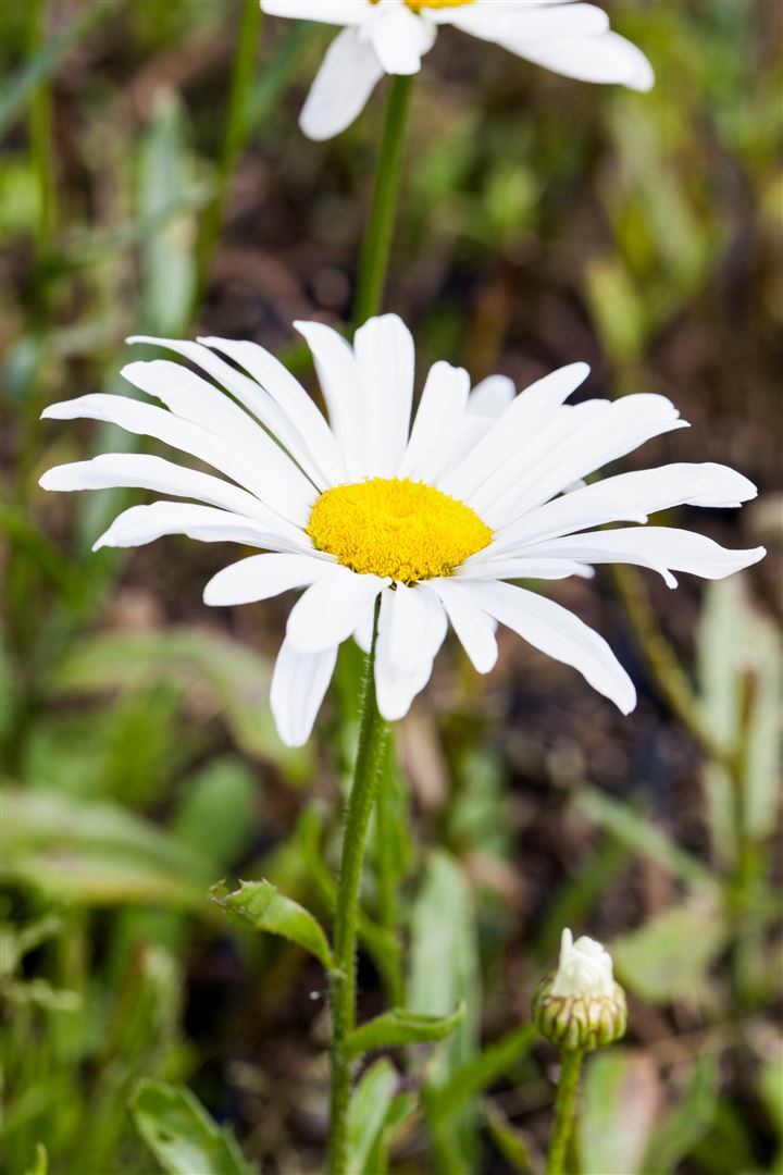 Leucanthemum x superbum 'Silberprinzesschen', Margerite, wei&szlig;, ca. 9x9 cm Topf 