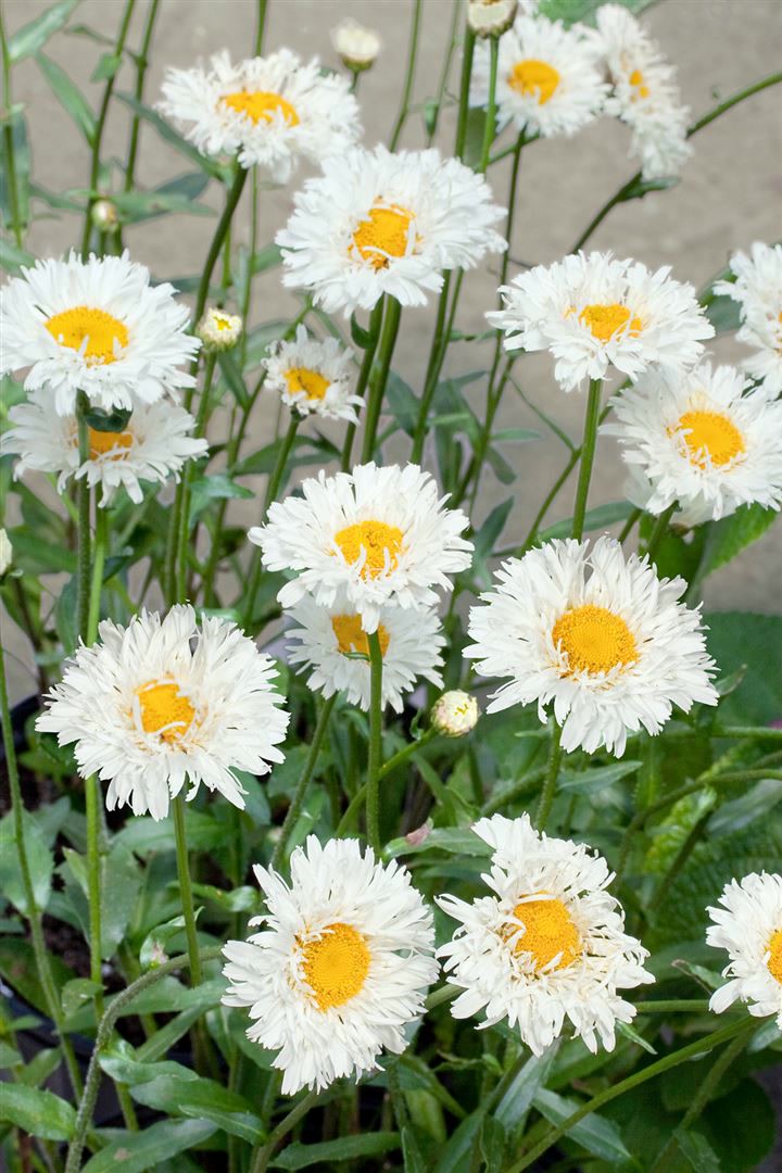 Leucanthemum x superbum 'Snehurka', Margerite, wei&szlig;, ca. 9x9 cm Topf 