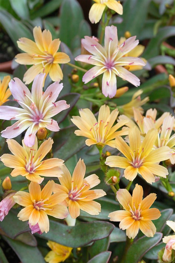 Lewisia longipetala 'Little Peach', pfirsichfarben, ca. 9x9 cm Topf 