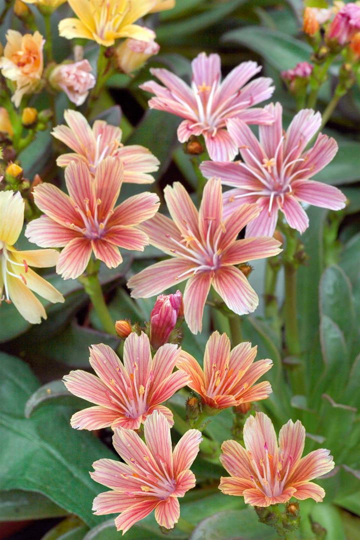Lewisia longipetala 'Little Plum', rosa Bl&uuml;ten, ca. 9x9 cm Topf 