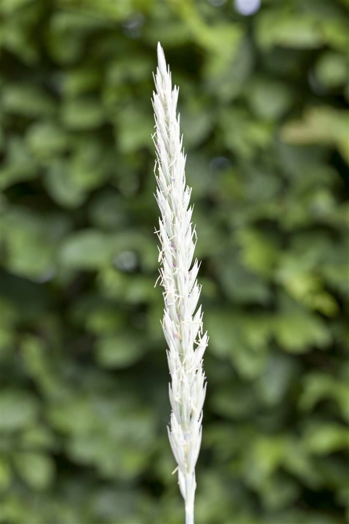 Leymus arenarius 'Blue Dune', Strandhafer, blau-grau, ca. 9x9 cm Topf 
