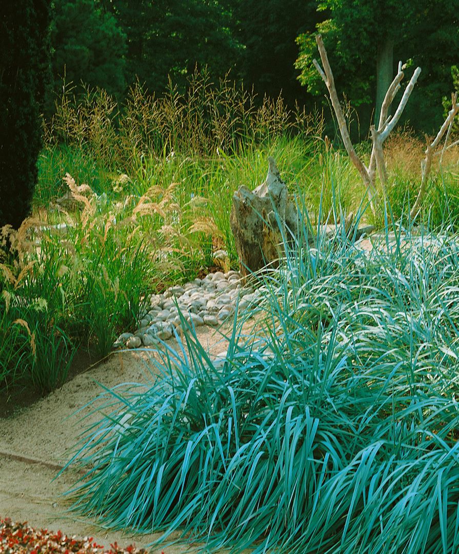 Leymus arenarius, Strandroggen, blaugr&uuml;n, ca. 9x9 cm Topf 