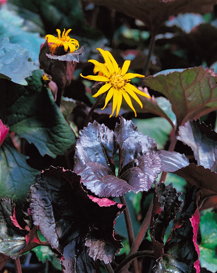 Ligularia dentata, dunkellaubig, ca. 9x9 cm Topf 