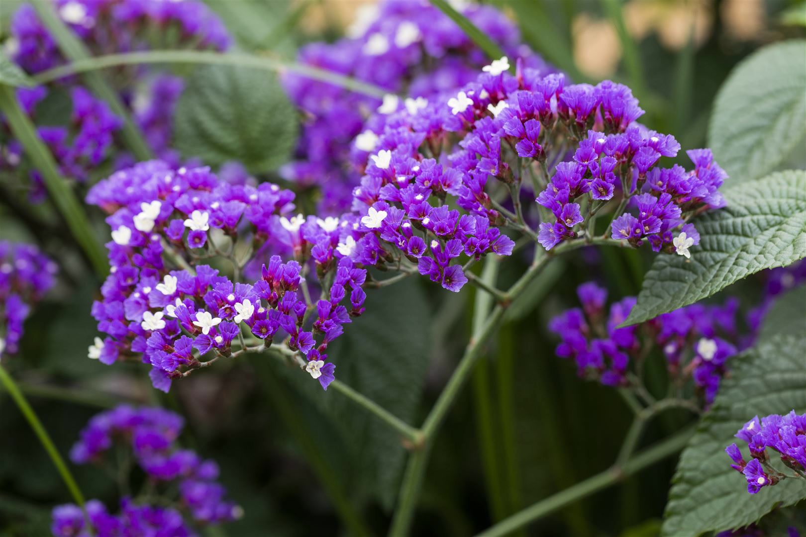 Limonium latifolium, Meerlavendel, blauviolett, ca. 9x9 cm Topf 