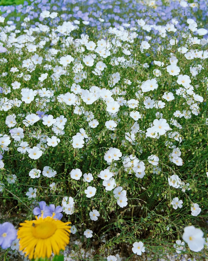 Linum perenne 'Album', Staudenlein, wei&szlig;, ca. 9x9 cm Topf 