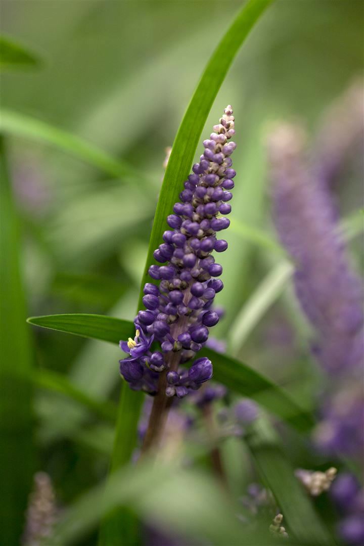 Liriope muscari 'Royal Purple', lilafarben, ca. 9x9 cm Topf 