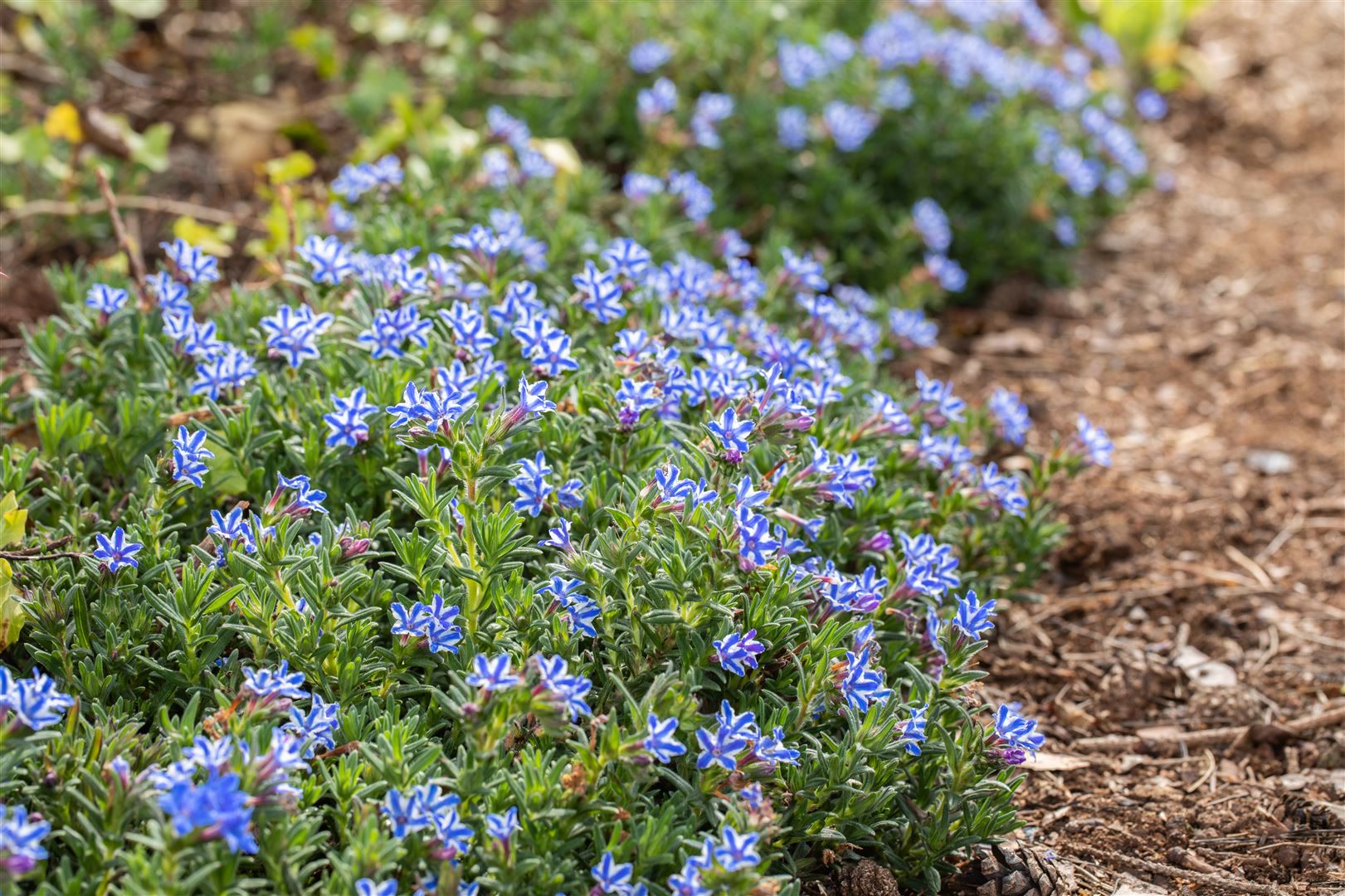Lithodora diffusa 'Star', Himmelsherold, blau-wei&szlig;, ca. 9x9 cm Topf 