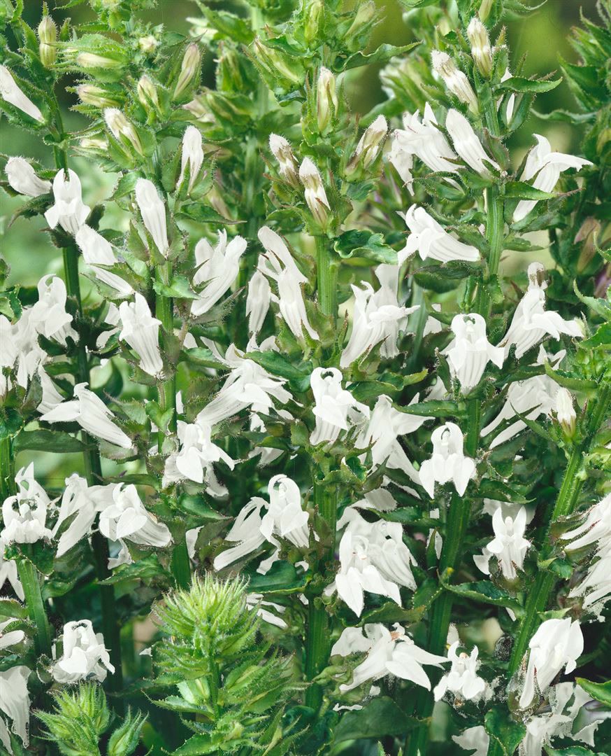 Lobelia siphilitica 'Alba', wei&szlig;e Lobelie, ca. 9x9 cm Topf 