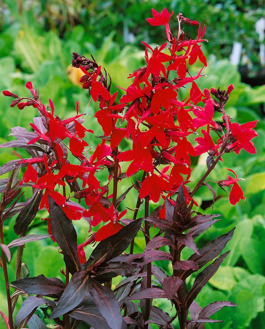 Lobelia splendens 'Elmfeuer', leuchtend rot, ca. 9x9 cm Topf 