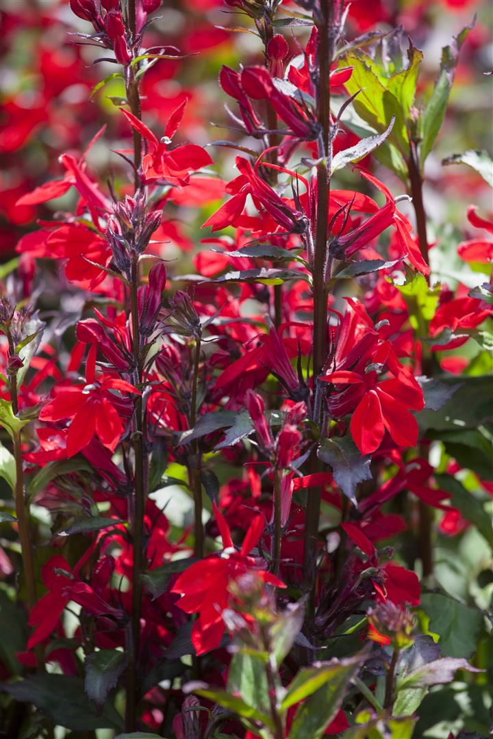 Lobelia x speciosa 'Fan-Scharlach', scharlachrot, ca. 9x9 cm Topf 