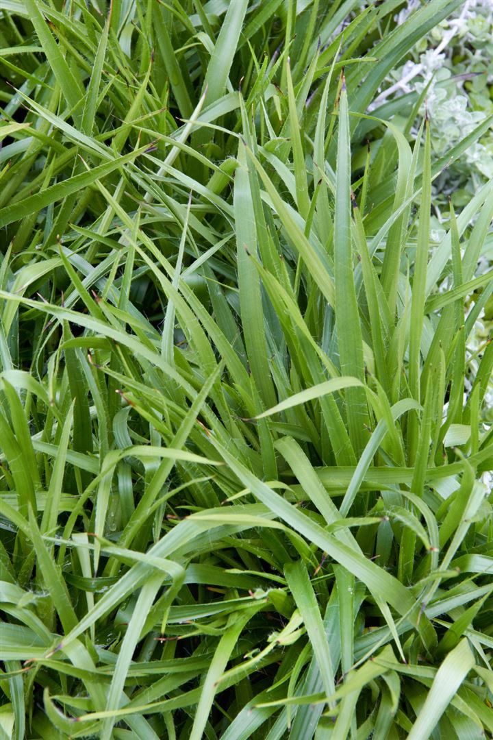 Luzula sylvatica 'Tauernpass', Waldmarbel, ca. 9x9 cm Topf 