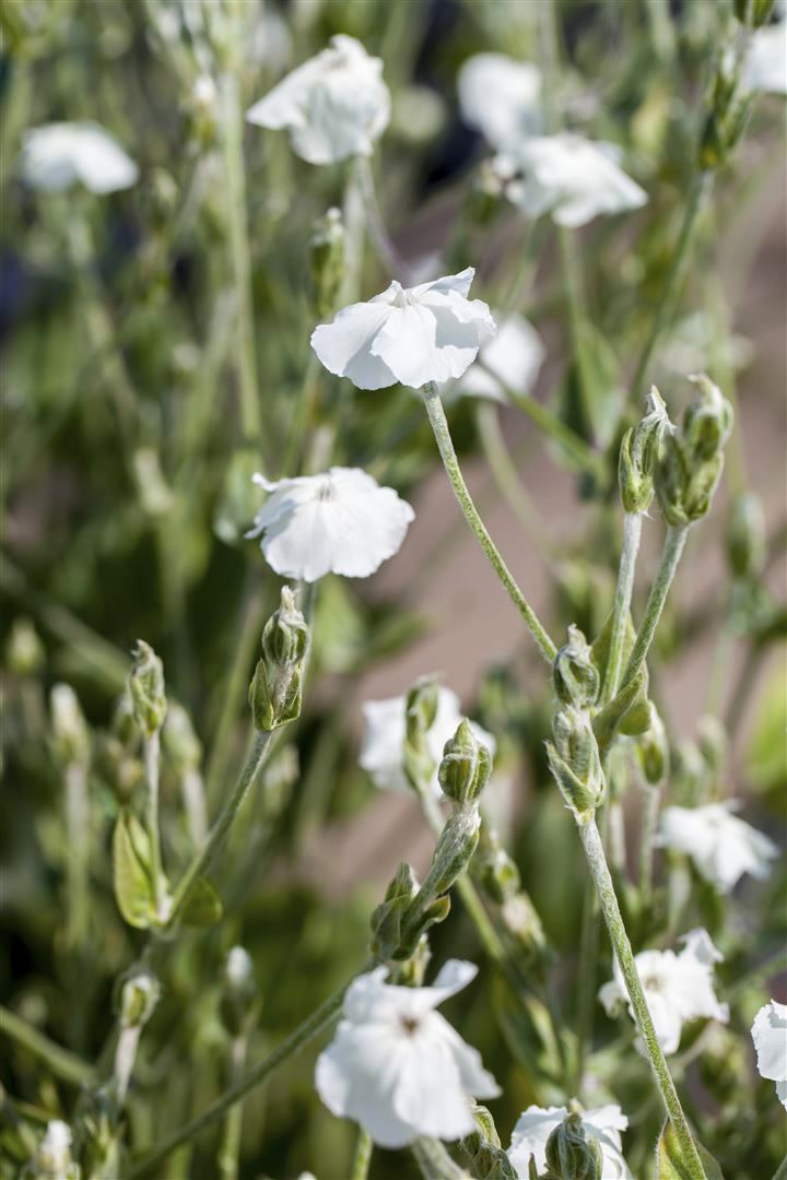 Lychnis coronaria 'Alba', Lichtnelke, wei&szlig;, ca. 9x9 cm Topf 