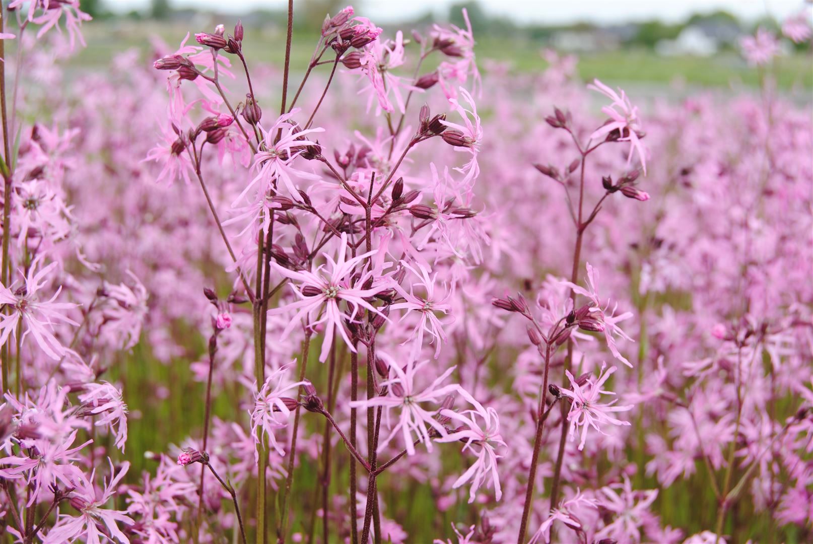 Lychnis flos-cuculi, Kuckuckslichtnelke, rosa, ca. 9x9 cm Topf 