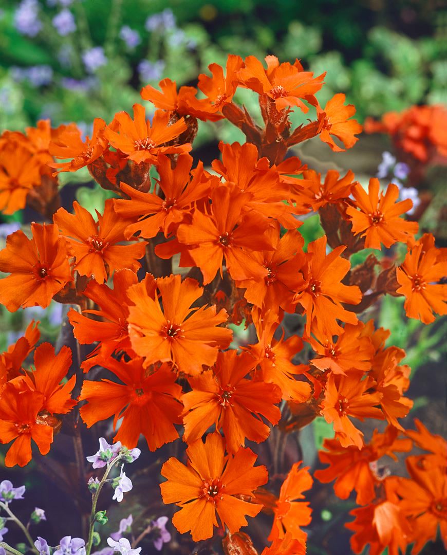 Lychnis x arkwrightii 'Vesuvius', leuchtend orange, ca. 9x9 cm Topf 