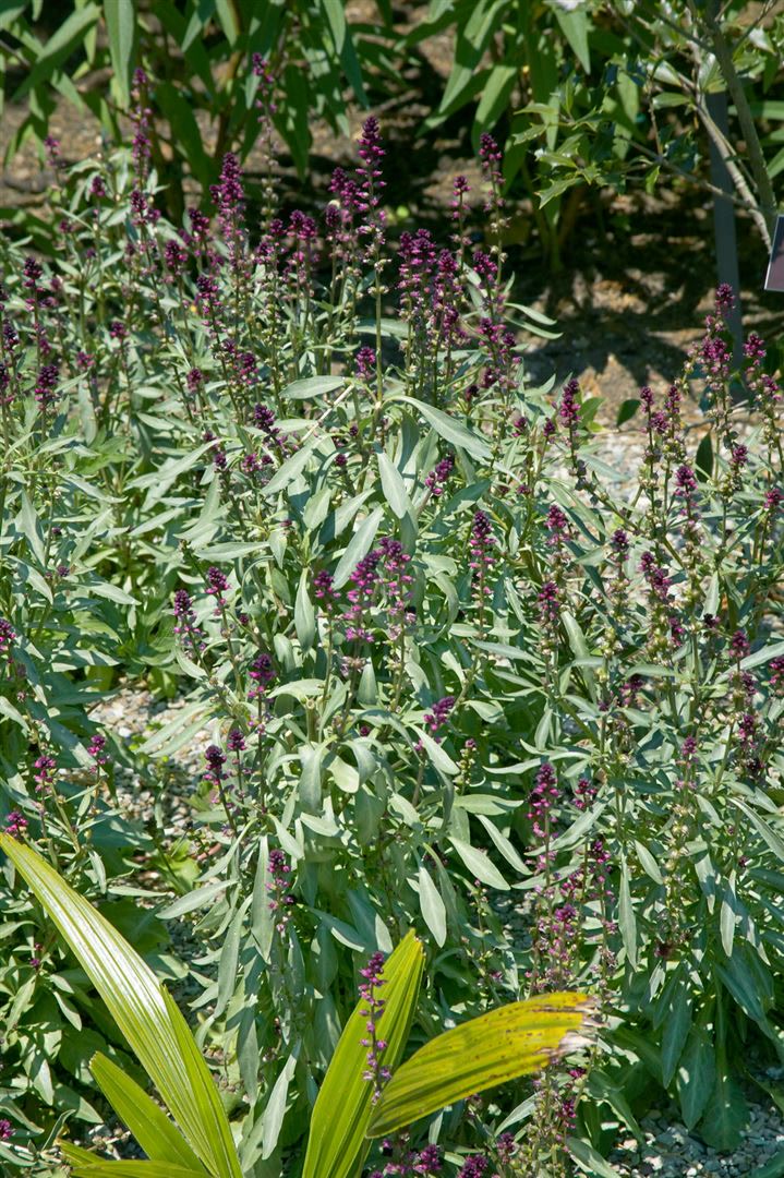 Lysimachia atropurpurea, Purpur-Felberich, ca. 9x9 cm Topf 