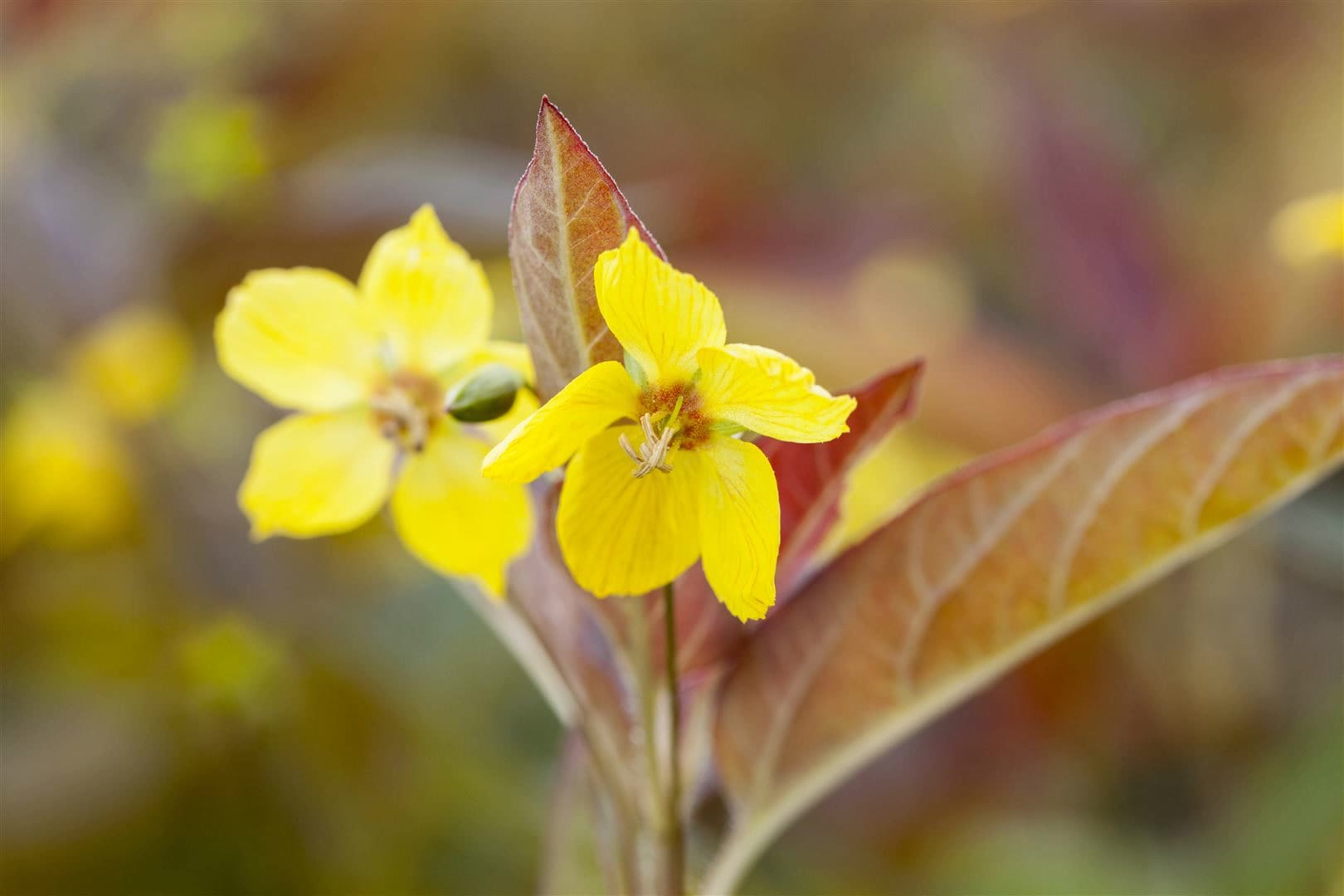 Lysimachia ciliata 'Firecracker', Goldfelberich, dunkelrot, ca. 9x9 cm Topf 