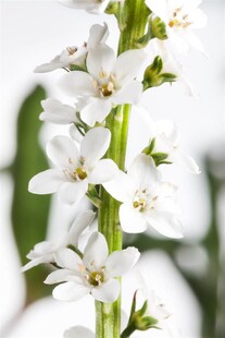 Lysimachia clethroides, Entenschnabel, weiß, ca. 9x9 cm Topf 