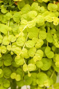 Lysimachia nummularia 'Goldilocks', Pfennigkraut, goldgelb, ca. 9x9 cm Topf 