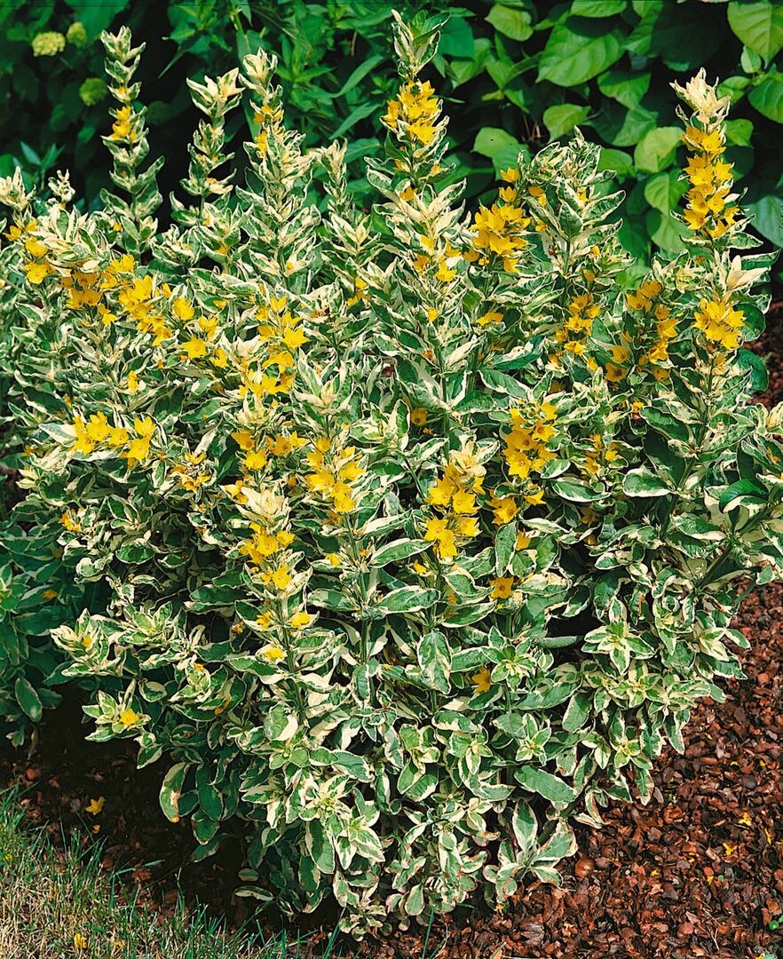 Lysimachia punctata 'Alexander', Goldfelberich, buntlaubig, ca. 9x9 cm Topf 
