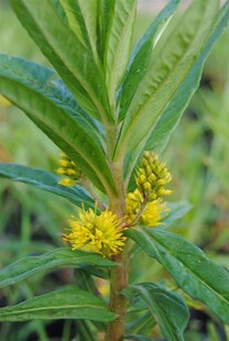 Lysimachia thyrsiflora, Gilbweiderich, gelb, ca. 9x9 cm Topf 