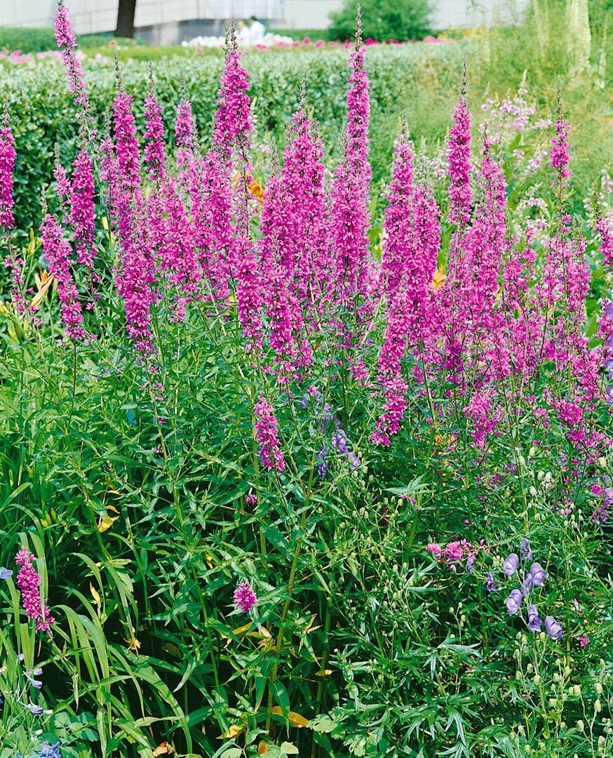 Lythrum virgatum 'Dropmore Purple', Blutweiderich, purpur, ca. 9x9 cm Topf 