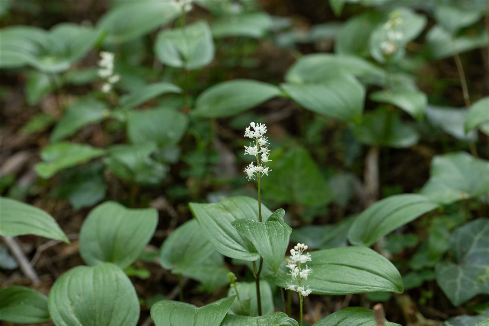 Maianthemum bifolium, Zweibl&auml;ttriges Schattenbl&uuml;mchen, ca. 9x9 cm Topf 