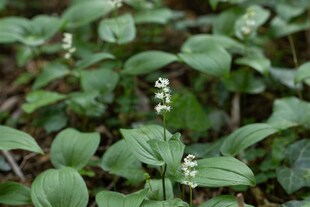 Maianthemum bifolium, Zweiblättriges Schattenblümchen, ca. 9x9 cm Topf 